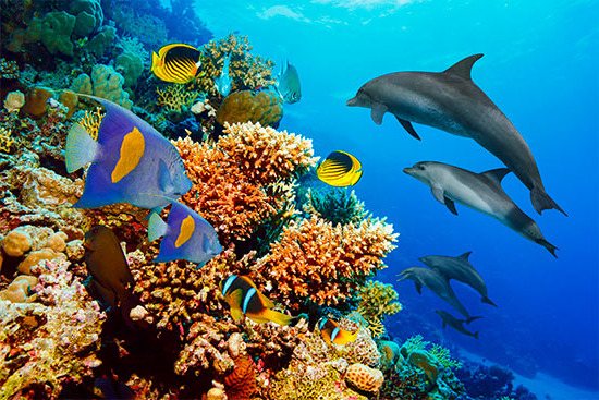 Дельфин-белобочка - самый обыкновенный дельфин?