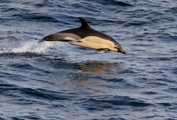 Дельфин-белобочка - самый обыкновенный дельфин?