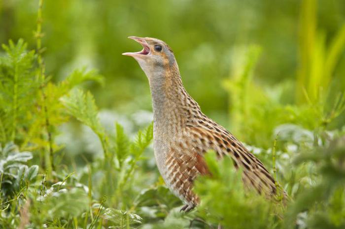 дергачская птица