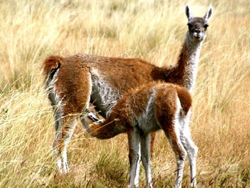 В какой стране встречается животное гуанако