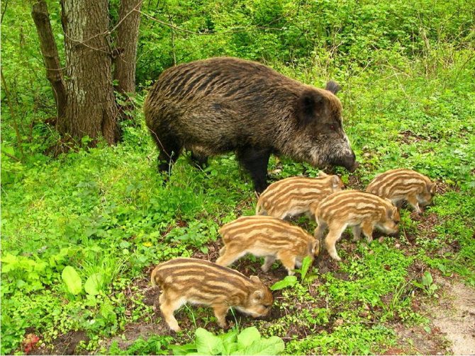 Дикий кабан - описание животного, где обитает, чем питается