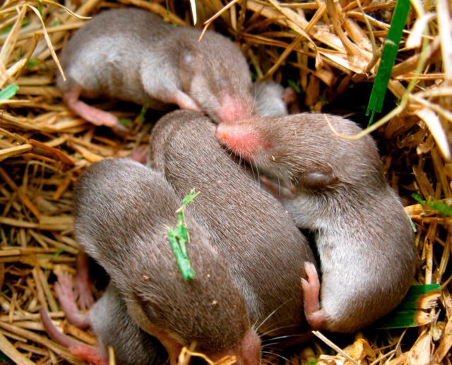 Дети выхухоли