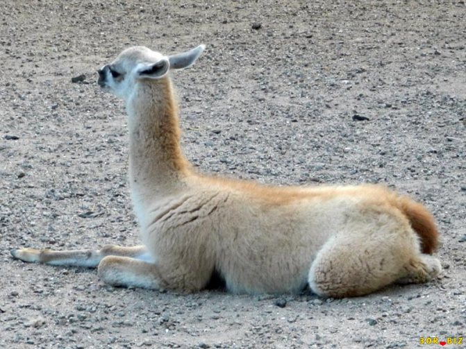 В какой стране встречается животное гуанако
