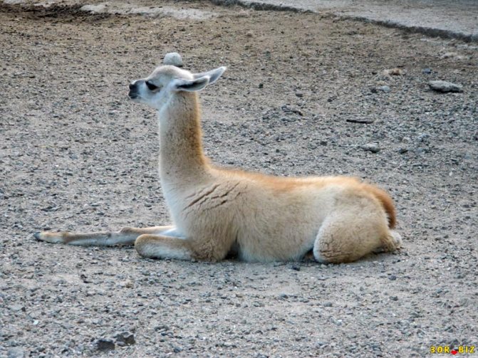 В какой стране встречается животное гуанако