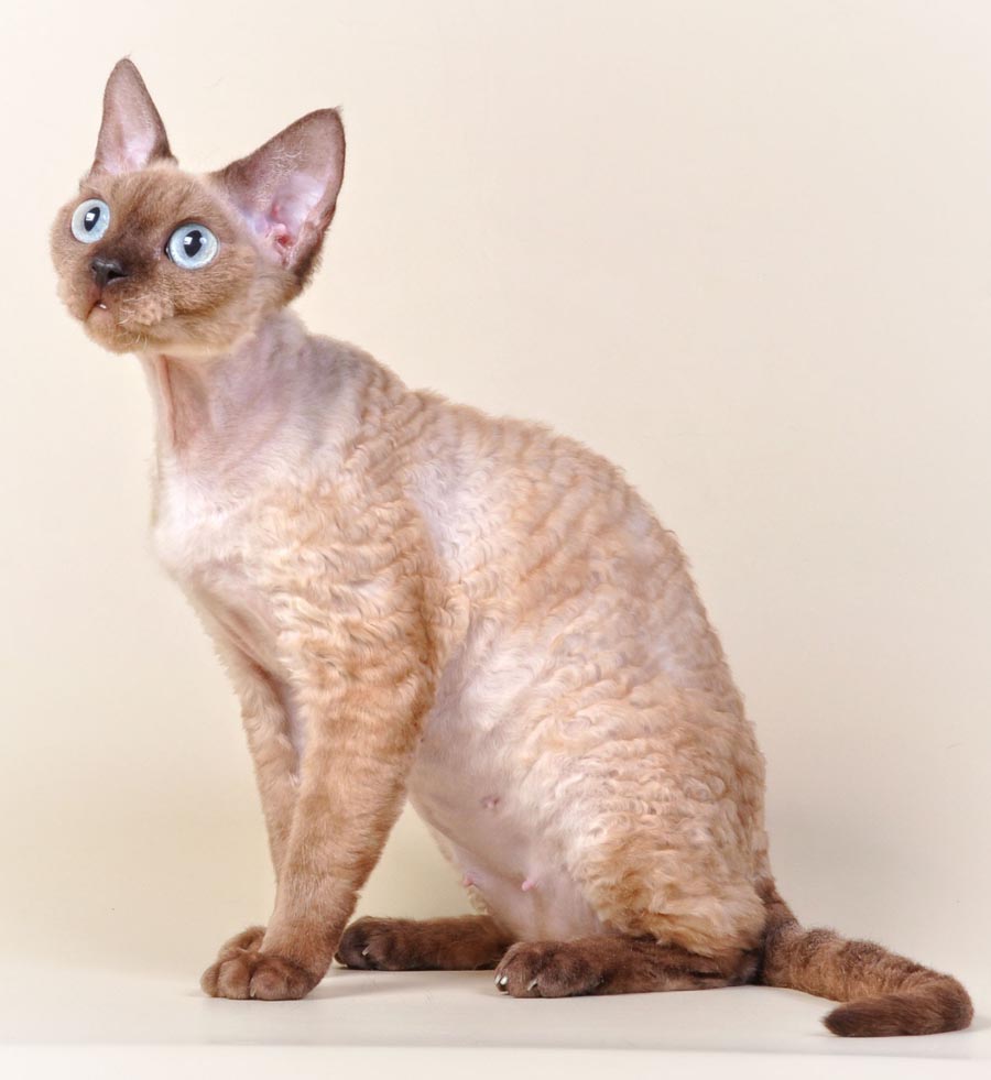 Девон-рекс: отзовы о породе Девон-рекс: отзовы о породе