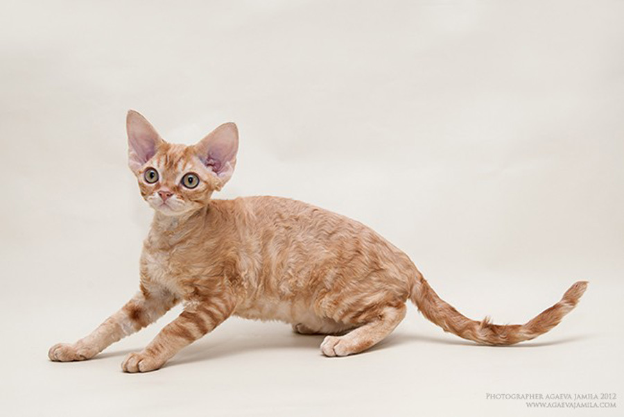 Отзывы владельцев о породе девон-рекс Отзывы владельцев о породе девон-рекс