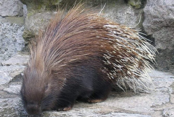 Дикобраз