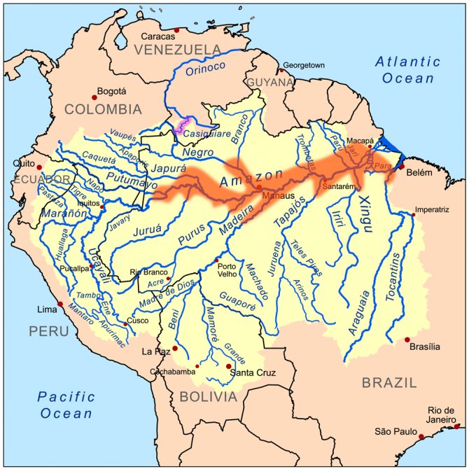 Дискусы описание, виды, содержание и уход, размножение