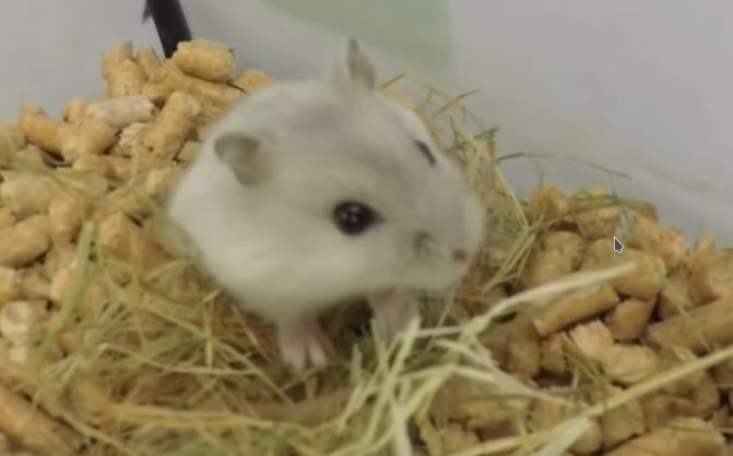 Сколько лет живут джунгарские хомяки в домашних условиях и что влияет на продолжительность их жизни