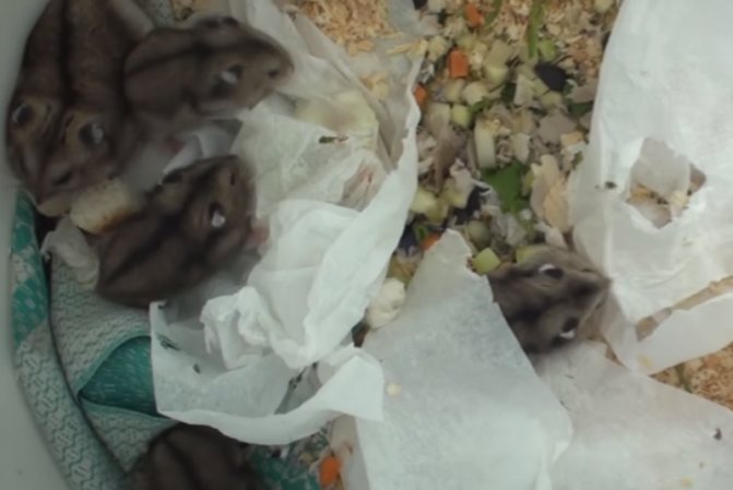 Сколько лет живут джунгарские хомяки в домашних условиях и что влияет на продолжительность их жизни