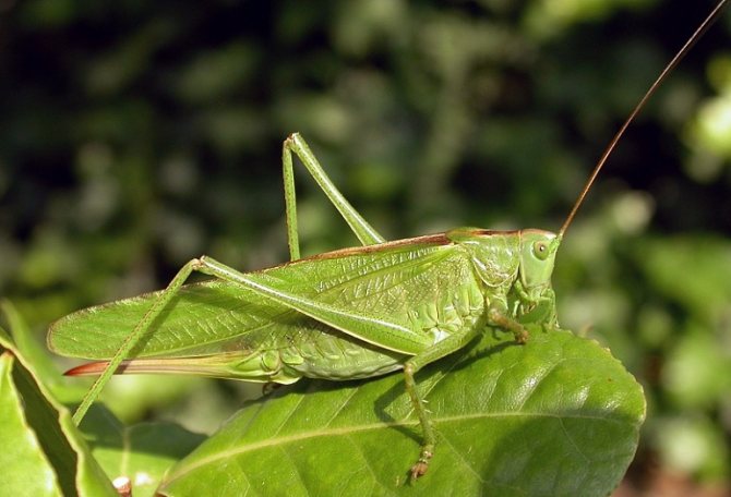 длинные усы