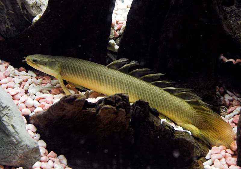 Для полиптеруса выбирают такую фракцию грунта, которую легко будет очищать от остатков пищи