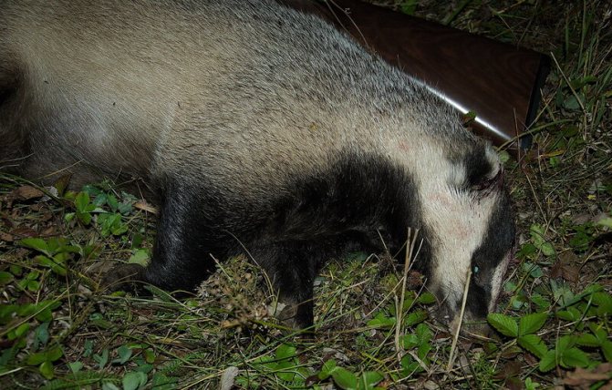 добыли барсука