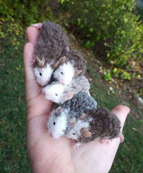 Белая мышь: особенности содержания