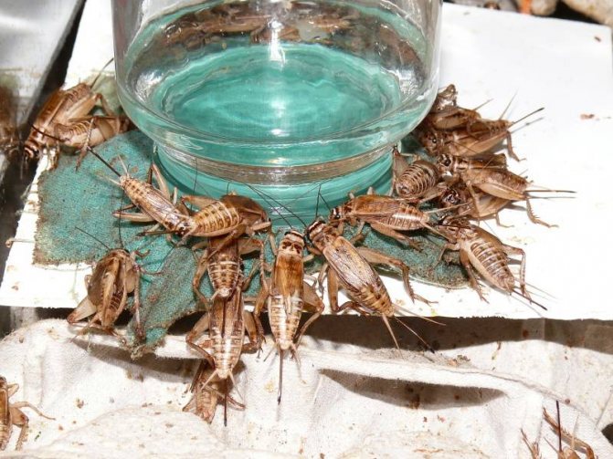 Разведение сверчков в домашних условиях: контейнер, климат, питание