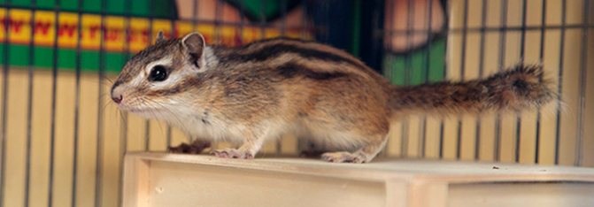 Домашний бурундук