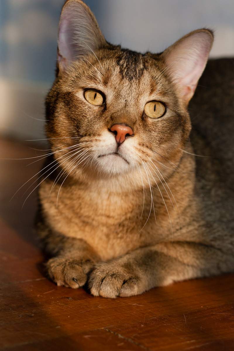 Кавказский Камышовый Кот