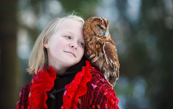 домашняя сова