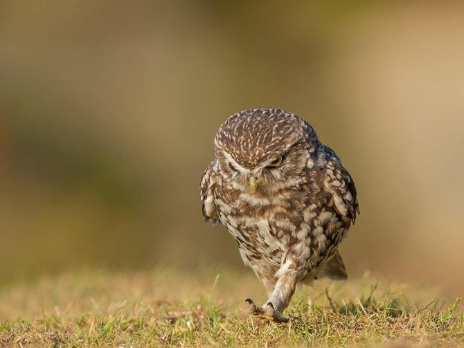 Домовые сычи: среда обитания