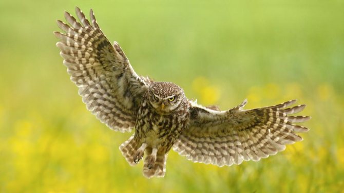 Домовые сычи в природе