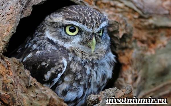 Домовый-сыч-Образ-жизни-и-среда-обитания-домового-сыча-1