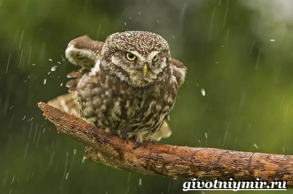 Домовый-сыч-Образ-жизни-и-среда-обитания-домового-сыча-3