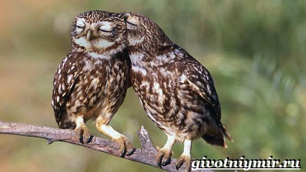 Домовый-сыч-Образ-жизни-и-среда-обитания-домового-сыча-6