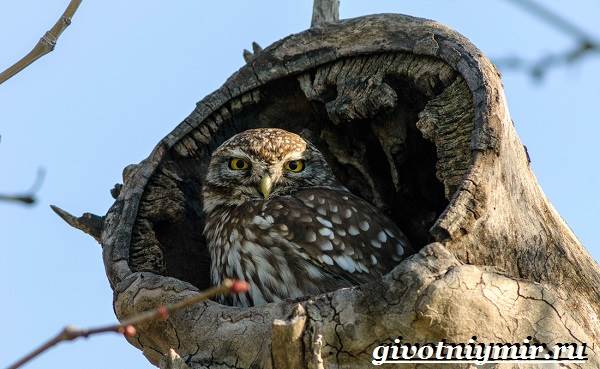 Домовый-сыч-Образ-жизни-и-среда-обитания-домового-сыча-7