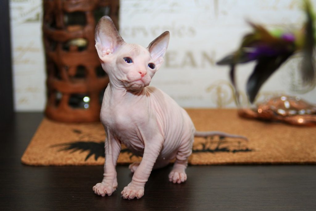 Характер кошек сфинксов: 3 плюса и 3 минуса