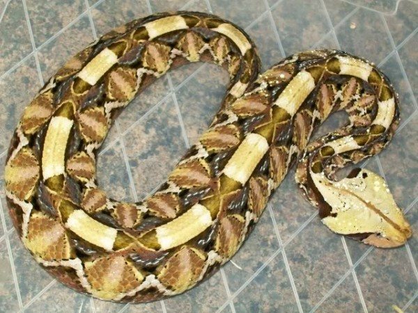 Аспид змея — описание семейства аспидовых (Elapidae), образ жизни, внешний вид, ядовитость