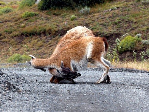 В какой стране встречается животное гуанако