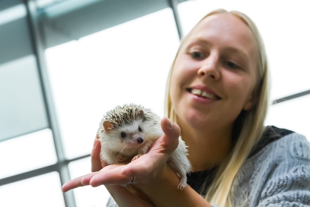 Дрессировка африканских карликовых ежей