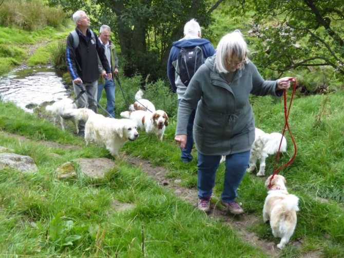 Дрессировка собаки предполагает и уроки по поиску дичи