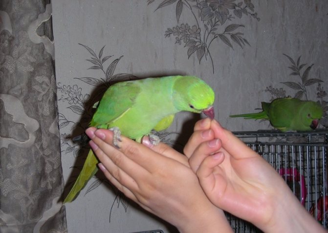 Сколько живут ожереловые попугаи в домашних условиях и дикой природе