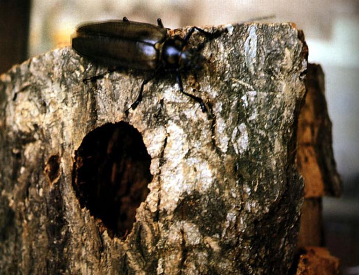 дровосек реликтовый где живет