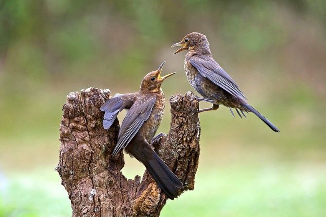 Чёрный дрозд и интересные факты о нём