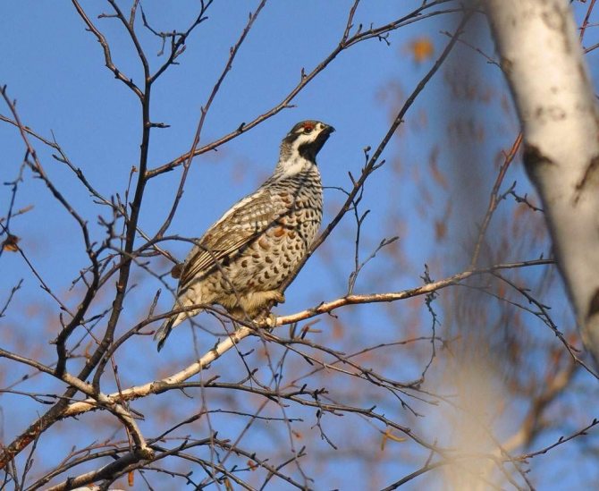Разведение рябчиков в домашних условиях