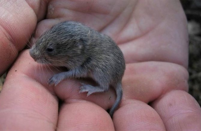 Ондатра: описание, мех