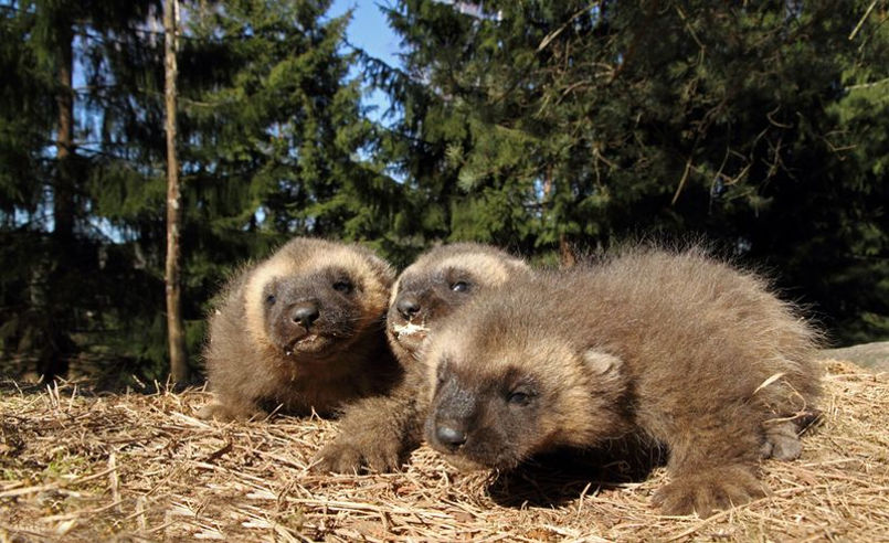 Детеныши росомахи