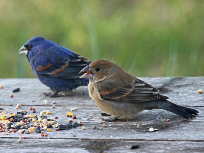 Дубоносый клюв