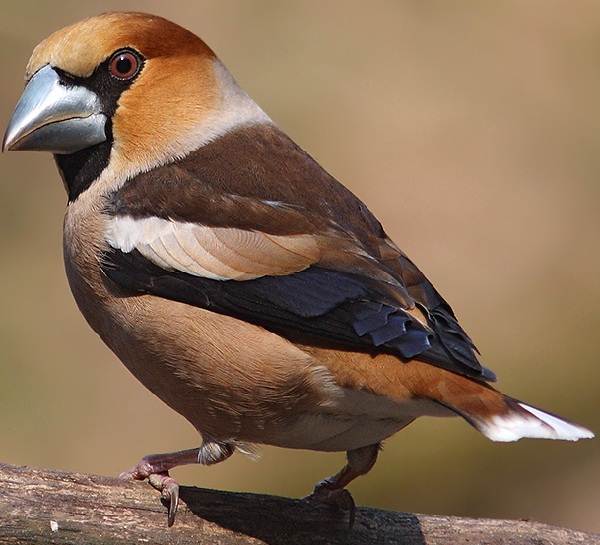 Grosbeak-bird-Description-features-species-lifestyle-and-habitat-of-grosbeak-1