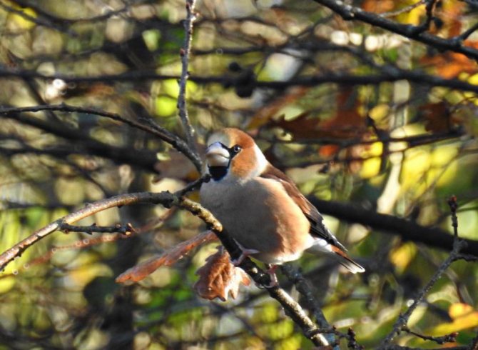 описание птицы дубонос