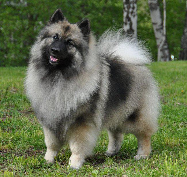 Волчий шпиц: описание и характеристика кеесхонда