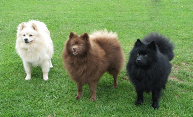 Волчий шпиц: описание и характеристика кеесхонда