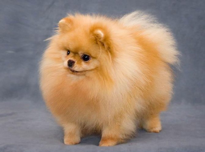 Волчий шпиц: описание и характеристика кеесхонда