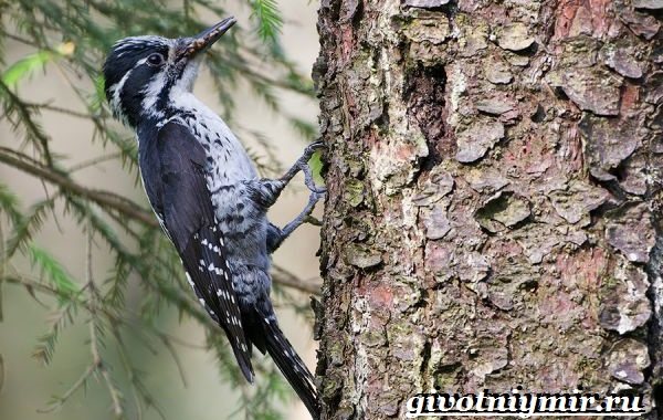 Дятел-миграция-и-среда обитания-для-дятлов-11