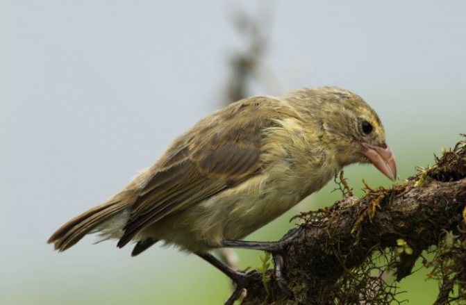 Дятловый древесный вьюрок фото