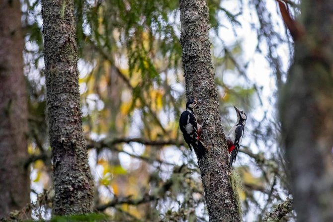 Дятел на дереве