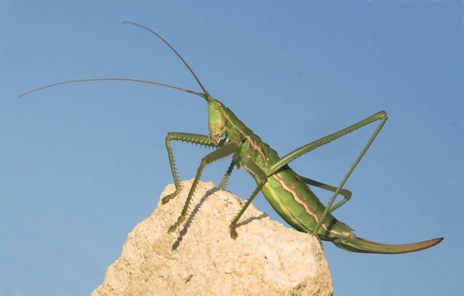 Кузнечик – как выглядит, что ест, почему прыгает