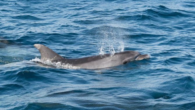 Дельфин-белобочка - самый обыкновенный дельфин?